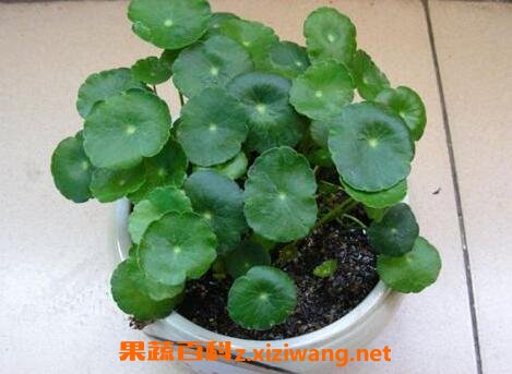 铜钱草功效与作用有哪些