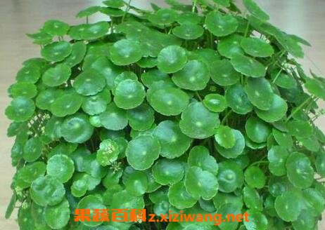 铜钱草和金钱草的区别