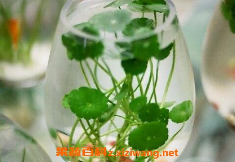 铜钱草水培怎么养