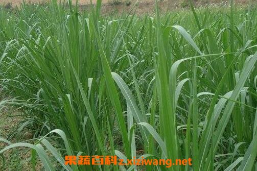 甜象草种植步骤图片
