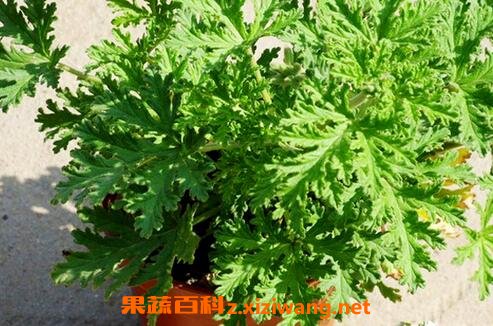 驱蚊草的养殖方法和注意事项