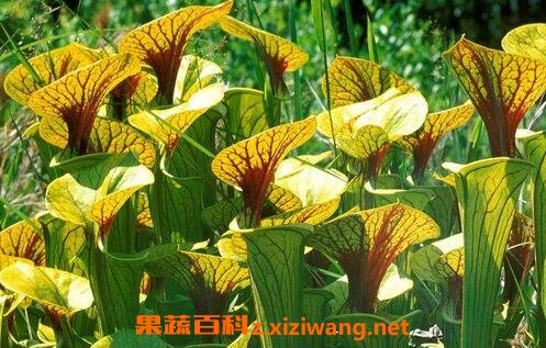 瓶子草的图片 瓶子草繁殖方法