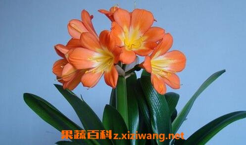 君子兰