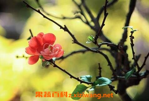 长寿梅的养殖方法