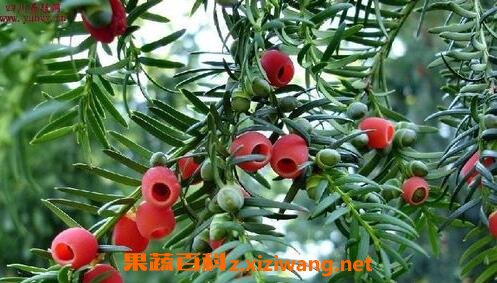 红豆杉