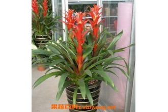 凤梨花的养殖方法与注意事项