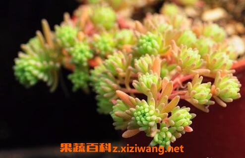 厚脸皮