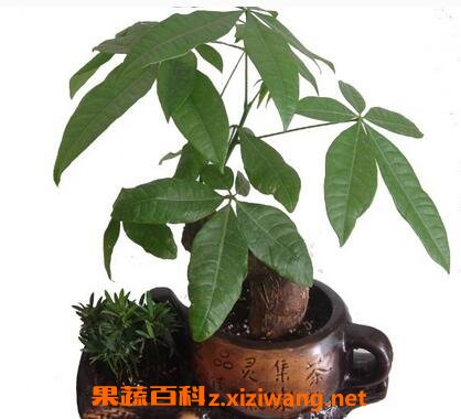 招财树的养殖方法和注意事项