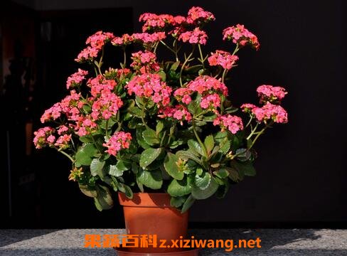 长寿冠海棠花的养殖方法