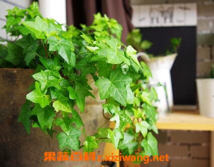 窄叶常春藤养殖方法