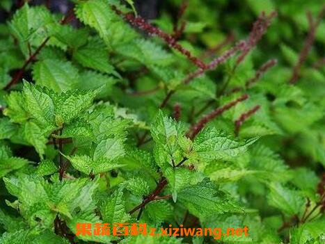 芋麻根的功效与作用