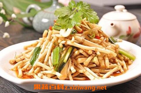 鱼鲜草的功效与作用