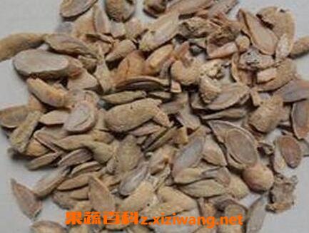 郁金的功效与副作用