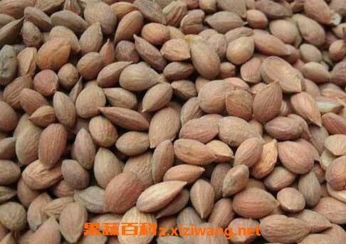 郁李仁的功效与作用及食用方法