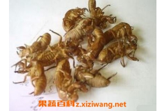 中药蝉壳的功效与作用 蝉壳的药用价值