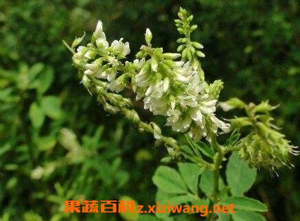 白花茶的功效与作用