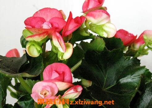 竹节秋海棠花的养殖方法