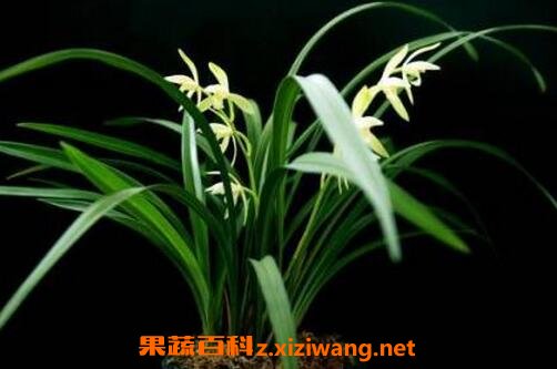 株兰花的养植方法