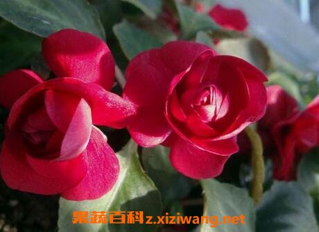 重瓣小凤仙花怎么养