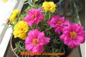 重瓣太阳花的种植方法和注意事项