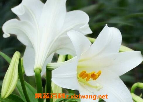 种植百合花的方法