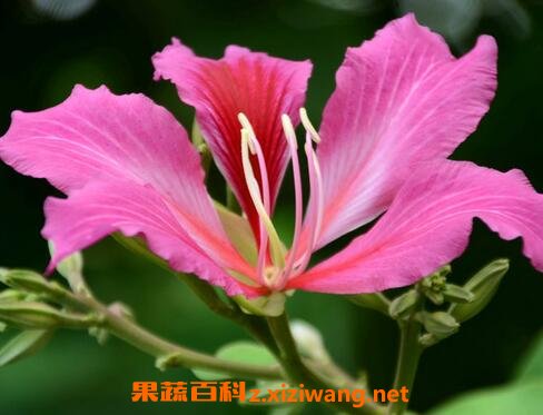 紫荆花的栽培与养护管理