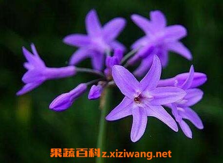 紫娇花怎么繁殖