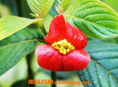 嘴唇花好养吗 嘴唇花的作用
