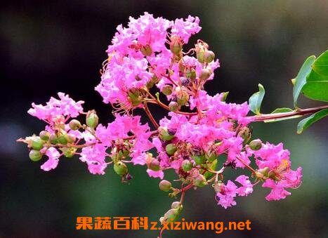 紫薇花冬天怎么养