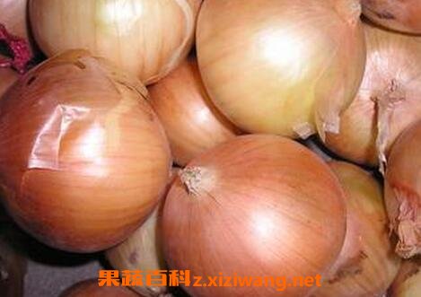 紫元葱和黄元葱营养价值有何不同