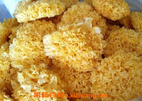 常见润肺食物有哪些