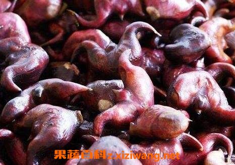 菱角煮多长时间能熟