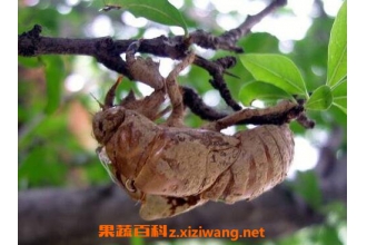 金蝉壳的功效与作用