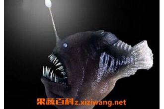 安康鱼肚的营养价值 安康鱼的营养价值