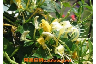 金锒花的功效与作用 金锒花的药用价值