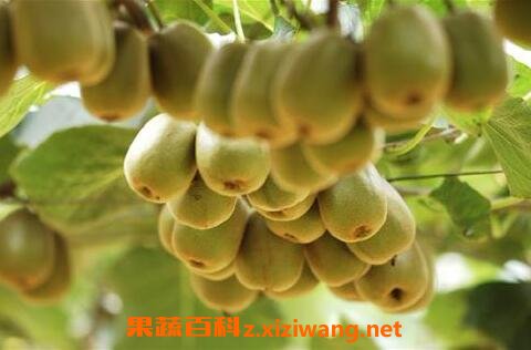 生的奇异果吃了有什么好处和坏处