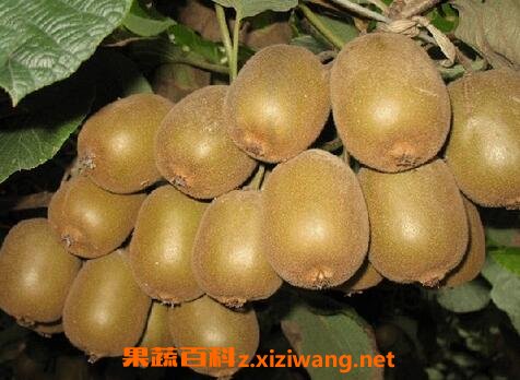 如何让弥猴桃变成熟