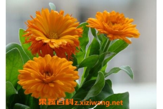 金盏花的功效与作用及食用方法