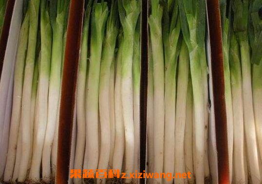 章丘大葱的用途