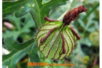 中药野西瓜的功效和作用 野西瓜的药用价值