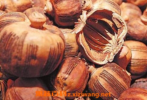 枫粟壳的功效与作用