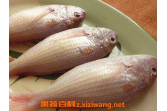 三鱼肉的功效与作用 吃三鱼肉的好处