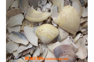 海蛤壳的功效与作用及禁忌