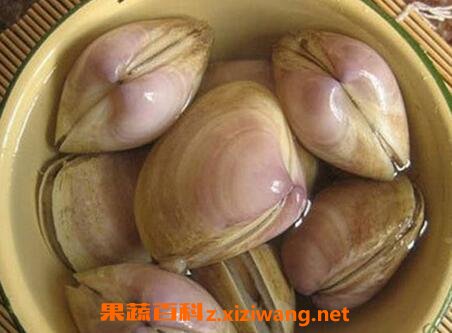 海蚌壳的药用价值