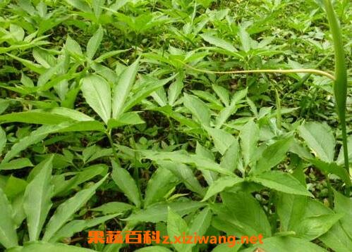 虎掌草的功效与作用