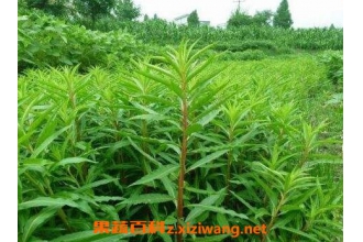 水泽兰的功效与作用 水泽兰的药用价值