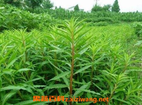 水泽兰药用价值