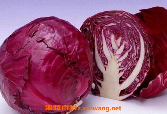 紫椰菜的营养价值
