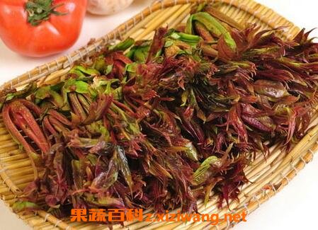 香椿和什么相克