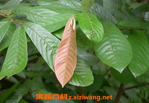 钻山风的功效与作用
